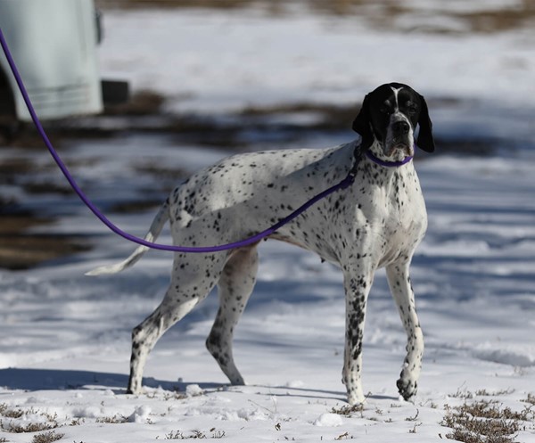 Leashes