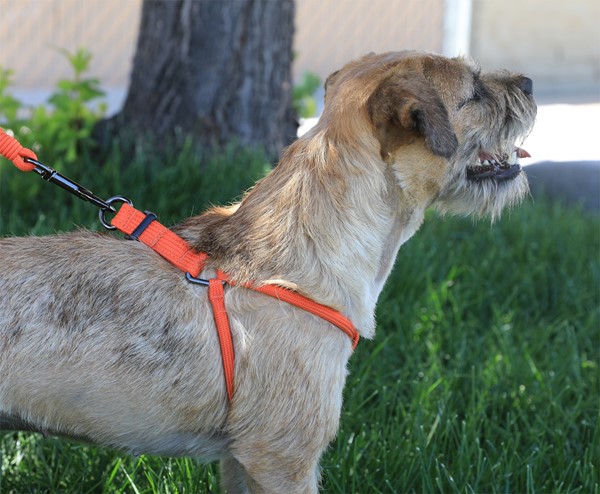 Alpine Rope Step-In Harness